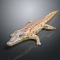 Realistic Crocodile Reptile Showcasing Natural Posture And Detailed Skin Texture