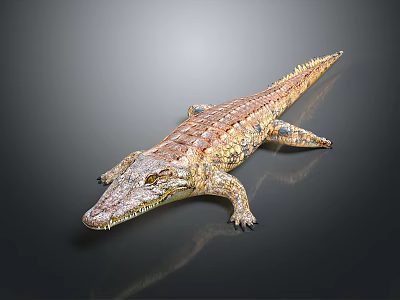 Realistic Crocodile Reptile Showcasing Natural Posture And Detailed Skin Texture 3d model