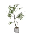 Slender Trunk Bonsai Tree with Green Leaves and Branches in White Cylindrical Pot