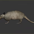 Armadillo With Scaly Armor Long Snout And Small Claws On Dark Surface