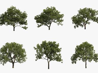 Sapindus tree 3d model