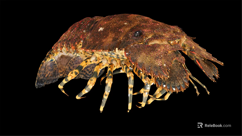 Close Up View Of Mantis Shrimp With Brown Spotted Exoskeleton And Striped Legs 3d model 