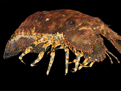 Close Up View Of Mantis Shrimp With Brown Spotted Exoskeleton And Striped Legs 3d model