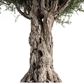 Olive Tree 3d model