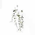 Hanging Green Vines With Trailing Stems And Decorative Leaves For Indoor Decor