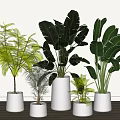 Indoor Decorative Potted Plants In Various Types With White Ceramic Pots