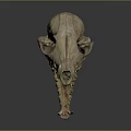 Detailed View Of Mammal Skull Skeleton With Open Jaw And Sharp Teeth Structure