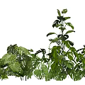 Lush Green Tropical Plants With Various Large Leaves And Dense Foliage