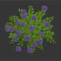 Lush Green Bush with Vibrant Purple Hydrangeas and Fresh Leaves