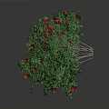 Decorative Green Round Plant With Lush Leaves And Bright Red Flowers