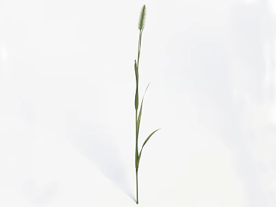 Single Green Grass Stem With Long Leaves and Spikelet Against White Background 3d model