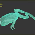 Detailed Brown Frog With Stretched Limbs On Smooth Reflective Surface 3d model