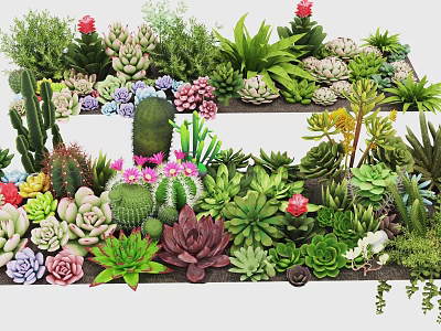 Succulent Plants Collection With Various Types Colorful Leaves And Blooming Flowers 3d model