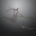 Dry Plant Branches with Exposed Roots on Dark Background