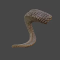Detailed Ram Horn With Spiral Shape And Natural Texture Close Up