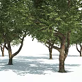 Lush Green Arbor With Dense Foliage And Strong Trunk In Natural Environment