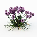 Blooming Purple Flower Clusters with Green Ornamental Grass in Garden Landscape Design