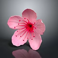 Pink Flower With Soft Pink Petals And Vibrant Red Stamen On Gray Background With Reflection