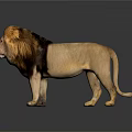 Adult Male Lion With Brown Mane Standing On Dark Shiny Background