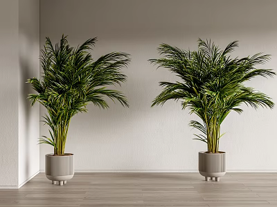 Lush Green Potted Plants in Gray Containers Against White Wall and Wooden Floor 3d model
