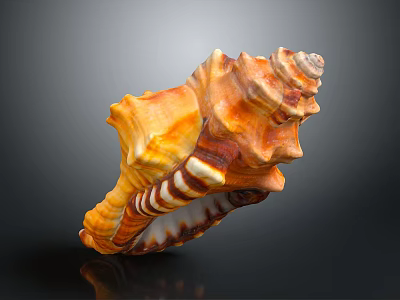 Orange Brown Textured Conch Shell Decorative Ornament Combination for Home Decor 3d model
