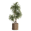 Decorative Indoor Potted Bonsai Plants With Large Green Leaves And Feathery Fronds In Woven Baskets