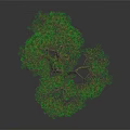 Bonsai Pine Tree with Curved Trunk and Green Needles on Dark Background