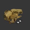 Detailed Animal Skull Anatomical Structure Featuring Natural Bone Texture And Teeth