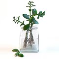 Bonsai Potted Plants in Glass Containers with Visible Roots Gray Cover and Green Leaves