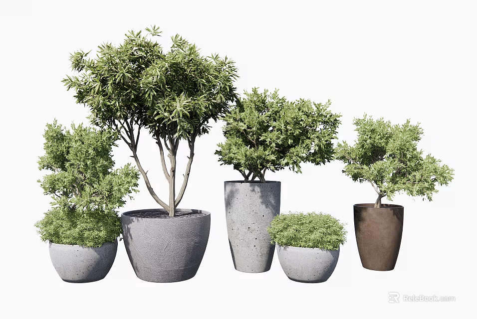 Assorted Bonsai Plants In Different Shaped Pots With Lush Green Leaves 3d model