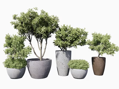 Assorted Bonsai Plants In Different Shaped Pots With Lush Green Leaves 3d model