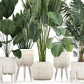 Various Green Leafy Potted Plants With Woven Planters For Indoor Decoration