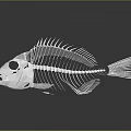 Detailed White Fish Skeleton On Dark Background With Clear Reflection 3d model
