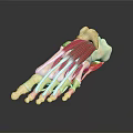Detailed Foot Anatomical Model With Skeletal Structure And Muscle Tissue For Medical Education