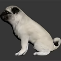 Cute Pug Dog Sitting On Reflective Surface With White And Black Coat Against Dark Background