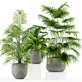 Lush Green Potted Plants In Decorative Ceramic Planters With Intricate Patterns 3d model