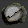 Natural Wooden Tree Stump With Rough Bark Texture And Smooth Top Surface 3d model