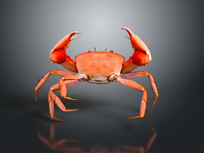 Aquatic Animal Orange Crab With Large Claws On Gray Gradient Background And Reflective Surface 3d model