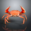 Aquatic Animal Orange Crab With Large Claws On Gray Gradient Background And Reflective Surface