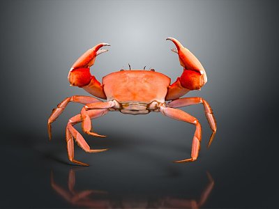 crab sea crab river crab hairy crab bread crab hermit crab big crab small crab marine animal fish 3d model