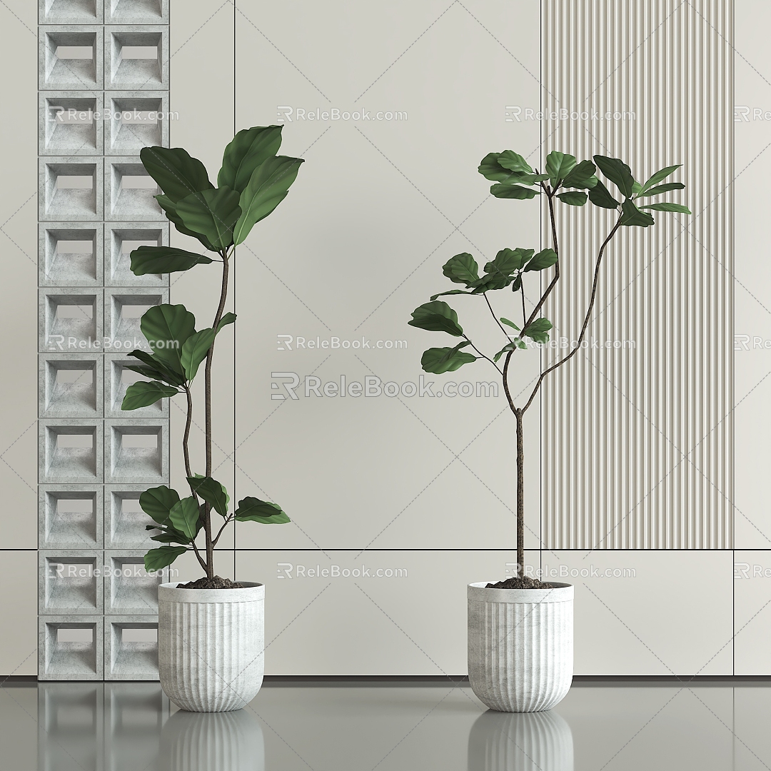 Qin Ye Ficus plant gray brick 3D model download 3d model