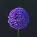 Single Vibrant Purple Spherical Flower with Green Stem on Dark Background 3d model