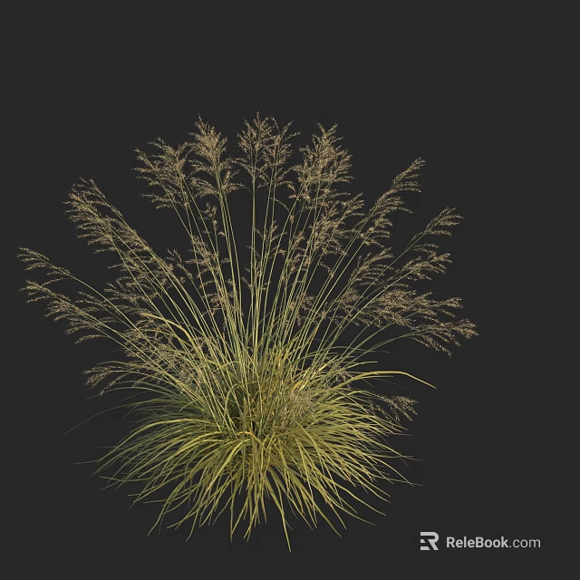 Yellow Green Ornamental Grass With Slender Leaves And Feathery Plumes Against Black Background 3d model 