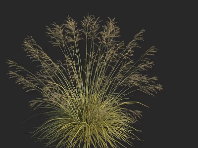 Yellow Green Ornamental Grass With Slender Leaves And Feathery Plumes Against Black Background 3d model