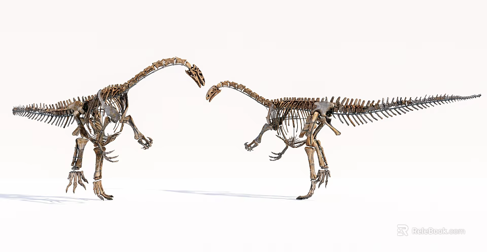 Two Dinosaur Skeletons Standing Face To Face In Museum Exhibit Setup 3d model 