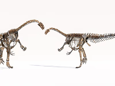Two Dinosaur Skeletons Standing Face To Face In Museum Exhibit Setup 3d model