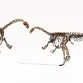 Two Dinosaur Skeletons Standing Face To Face In Museum Exhibit Setup