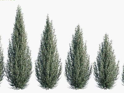 Arbor Trees With Various Sizes And Evergreen Foliage For Landscape Decoration 3d model