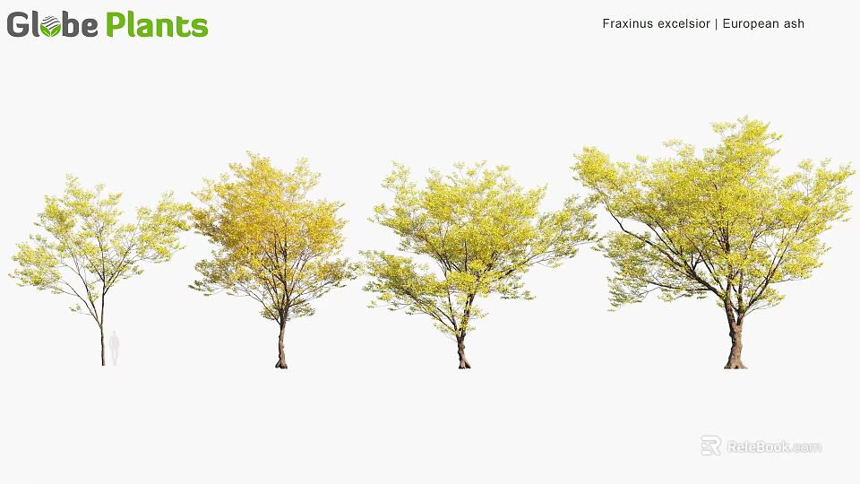 Fraxinus Excelsior European Ash Trees With Yellow And Green Seasonal Foliage 3d model 
