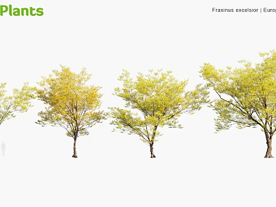 Fraxinus Excelsior European Ash Trees With Yellow And Green Seasonal Foliage 3d model